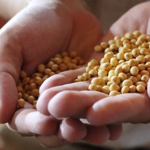 Soja fecha com altas no interior e portos estáveis