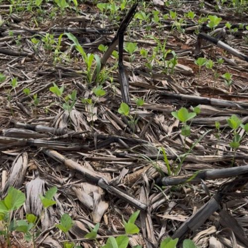 Aprosoja MT alerta o Mapa sobre crise hídrica e riscos à produtividade da safra 2025/26 no estado