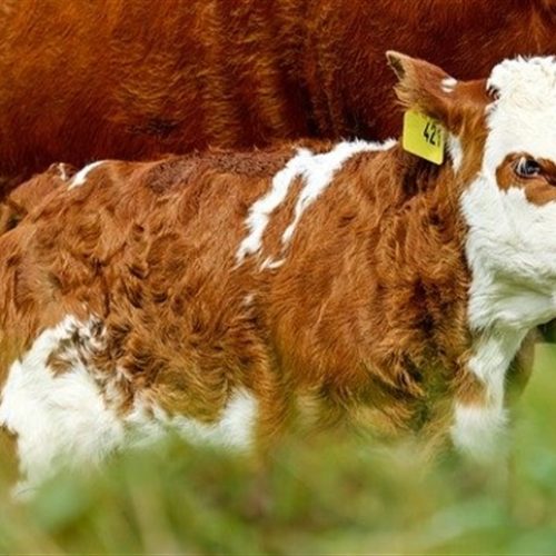 Dispositivo reduz mamada cruzada em bezerros leiteiros