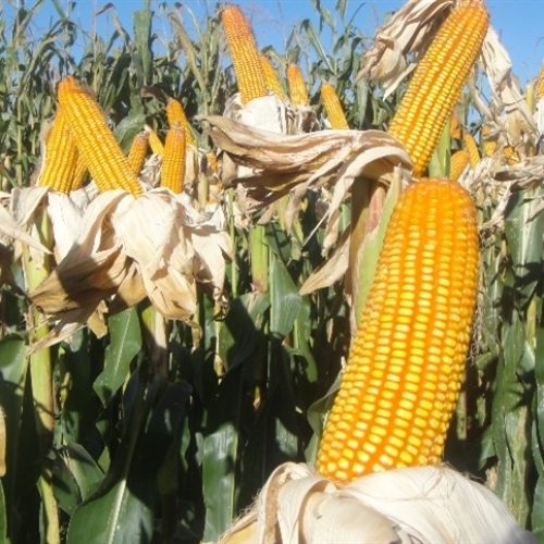 Produção de milho deve superar 120 milhões de toneladas.