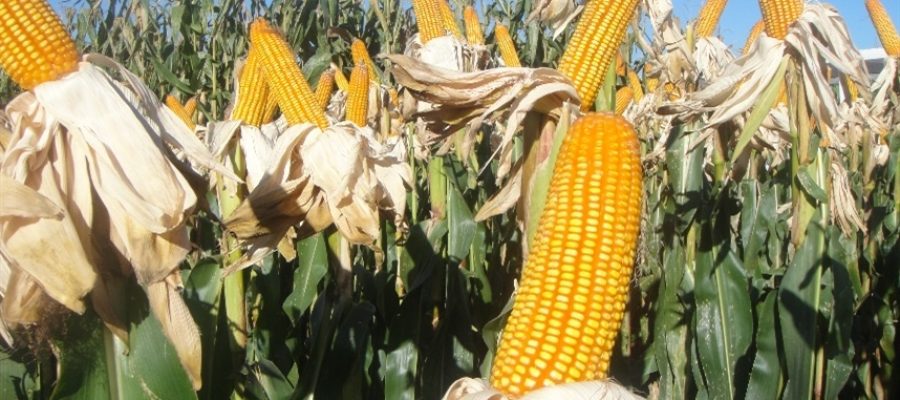 Safrinha dispara, mas clima ainda ameaça produção