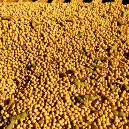 O que está por trás da oscilação da soja