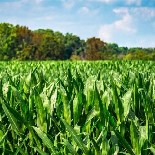 Clima favorece ameaça invisível no milho