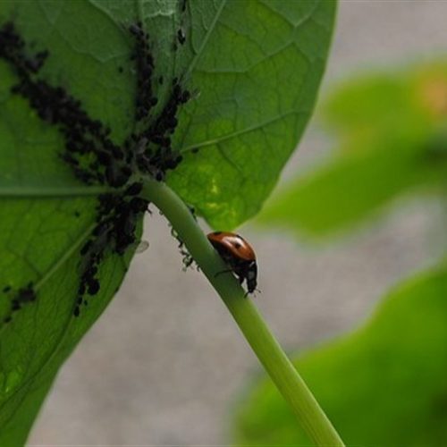 Agronegócio, Inovação, Sustentabilidade, Tecnologia: 60% das propriedades rurais no Brasil já utilizam biológico