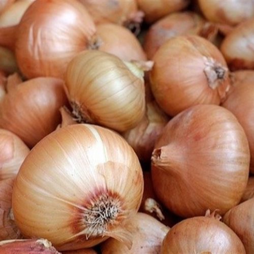 Raiz rosada pode destruir lavouras de cebola