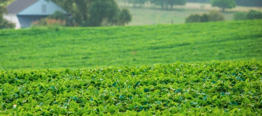 Soja trava mesmo com força nos EUA e milho reage