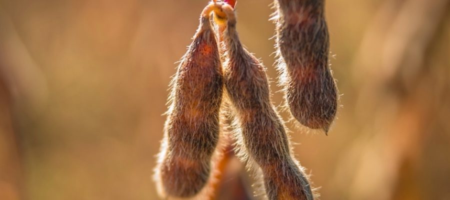 Mercados agrícolas abrem com movimentos mistos