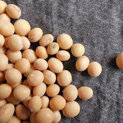 Pré-limpeza de soja: etapa essencial para qualidade