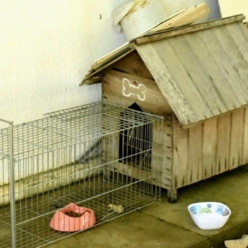 Criada comissão para proteção de animais abandonados no campus da UFMT em Sinop