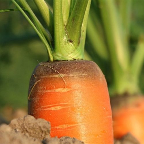 Edição genética promete salvar cenouras