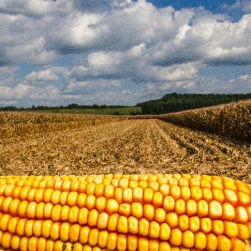 Principais commodities registram alta