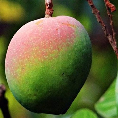 Manga, cebola e tomate têm queda de preço na CEASA/MS