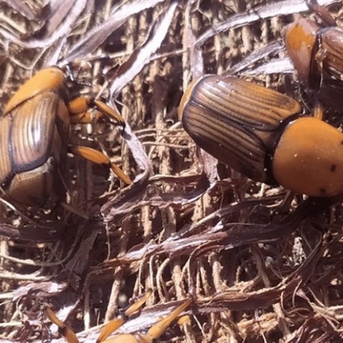 Bicudo-vermelho preocupa setor agrícola