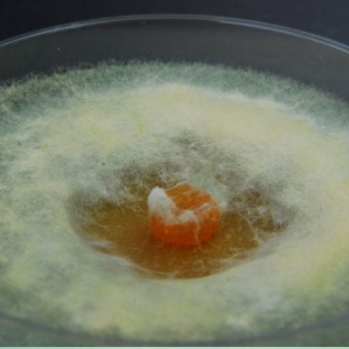 Biológicos exigem atenção à cepa no rótulo