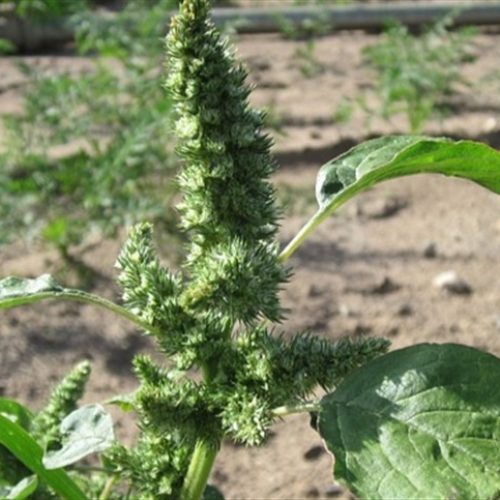 Caruru: a planta daninha que desafia o agro brasileiro