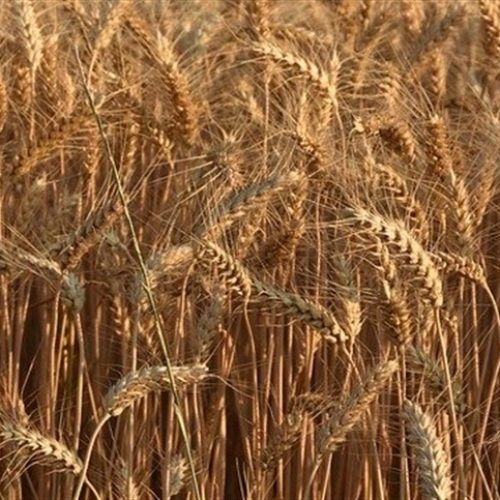 Baixa demanda limita negócios no mercado de trigo
