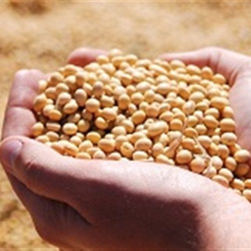 Soja encerra em leve alta em Chicago