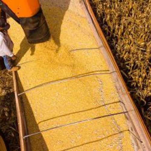 Maioria do Supremo valida Moratória da Soja firmada há 20 anos entre produtores