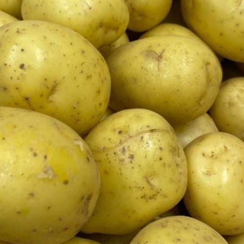 Batata: segredo genético revelado