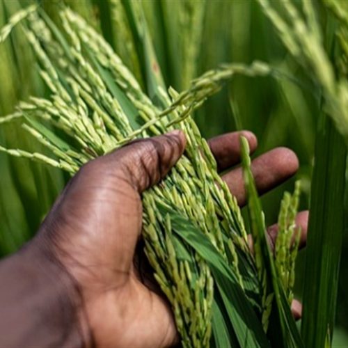 Produção de arroz avança globalmente, mas enfrenta desafios