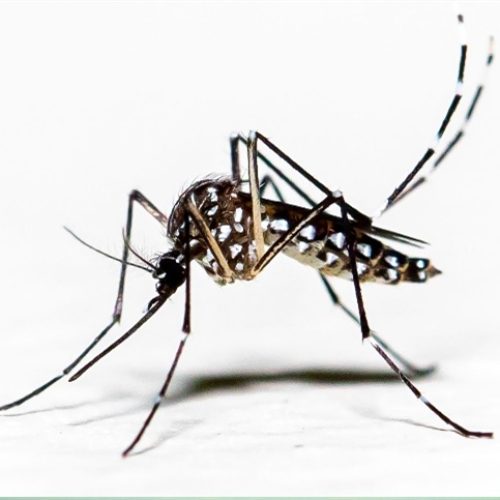 O café pode combater a dengue