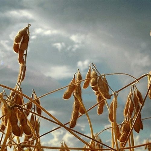 Colheita de soja atinge 65,75% em Mato Grosso