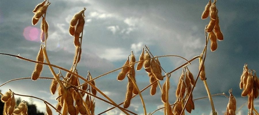 Erro comum na dessecação pode reduzir a produtividade