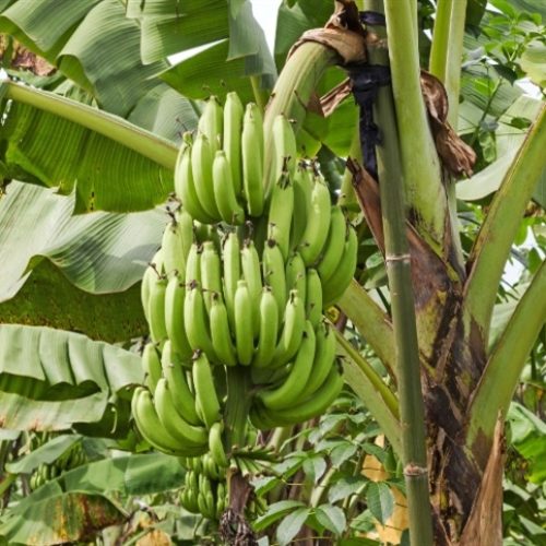 Praga pode causar perdas de até 80% nos bananais