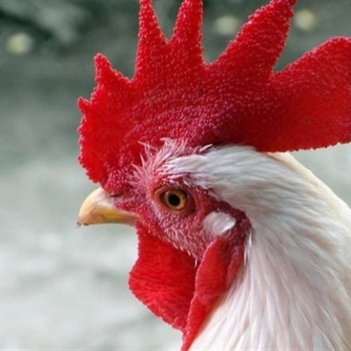 Gripe aviária: casos suspeitos de H5N1 na Bahia são descartados