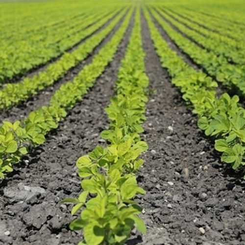 Produção de soja no Paraguai pode alcançar novo recorde