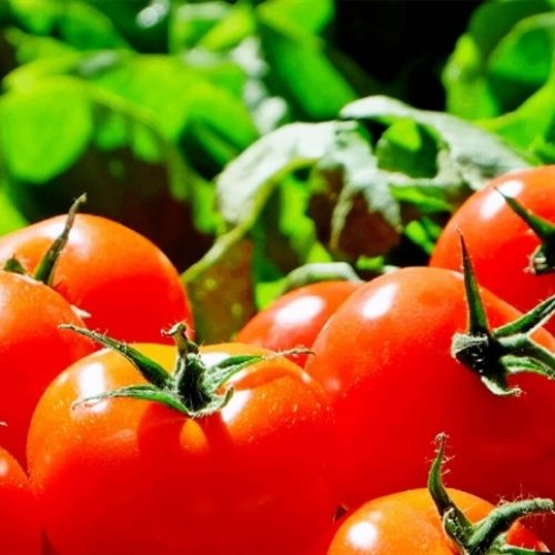 Estudo detalha regulação genética do tomate