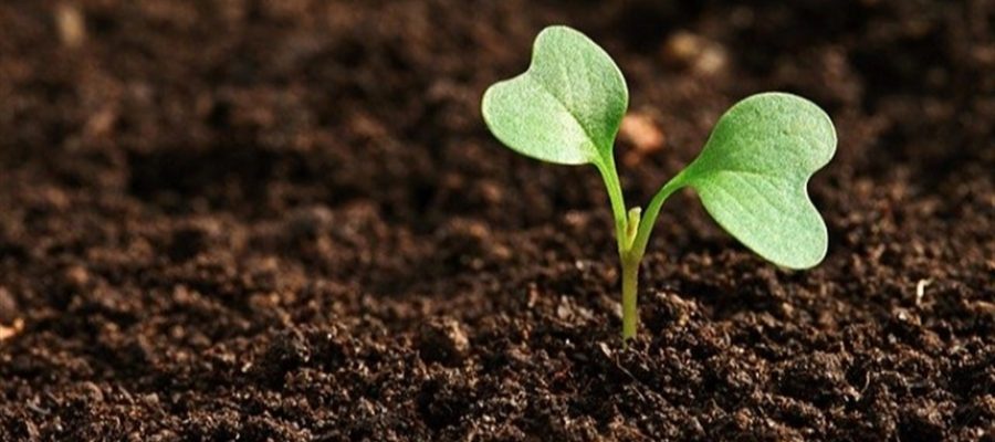 Defensivos podem alterar metabolismo vegetal?