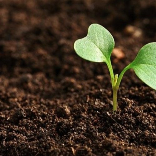 Auxina orienta crescimento e desenvolvimento vegetal