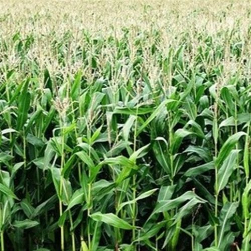 Não se iluda com o milho