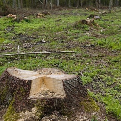 MEIO AMBIENTE: E se o algoritmo disser que sua fazenda desmatou?