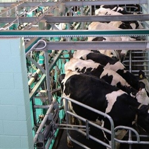 Manejo inadequado do gado leiteiro intensifica perdas