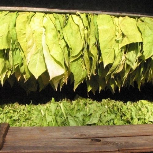 Crença na cura do câncer pode reaquecer o tabaco?