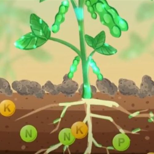 Fertilização de precisão ganha força com IA