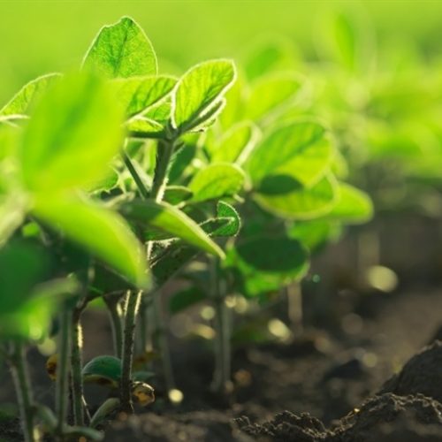Manejo pré-plantio é chave para safra recorde de soja