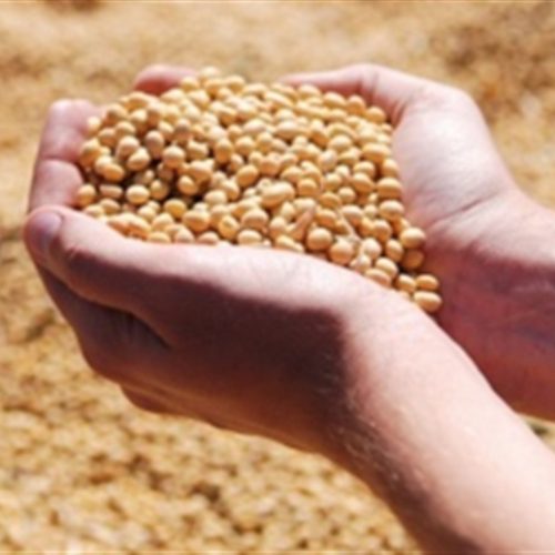 Repiques abrem espaço para vendas de soja
