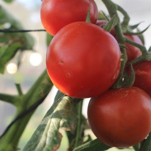Computador pode controlar qualidade do tomate