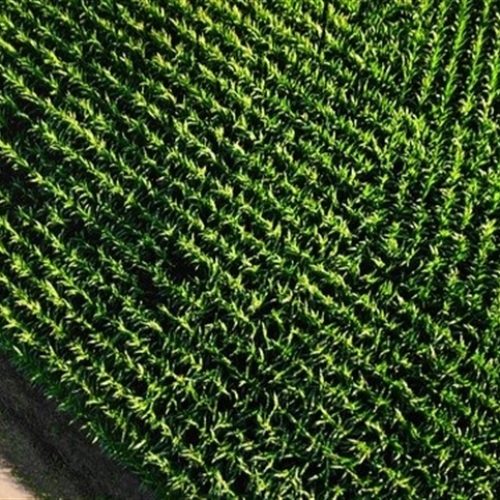 Colheita avança e liquidez segue limitada para o milho