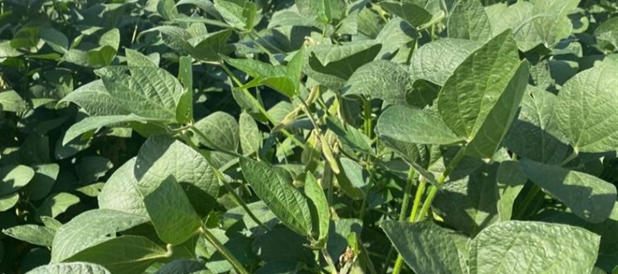 Soja sobe lá fora, mas crise trava colheita no Brasil