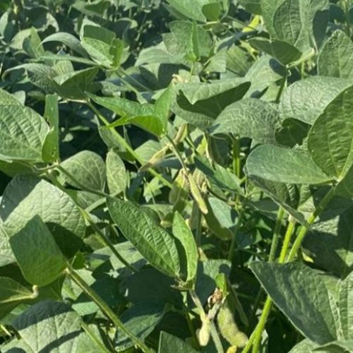 Custo da soja dispara e aperta margem