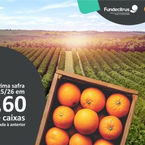 Safra de laranja 2025/26 do cinturão citrícola de SP e MG é estimada em 314,60 milhões de caixas