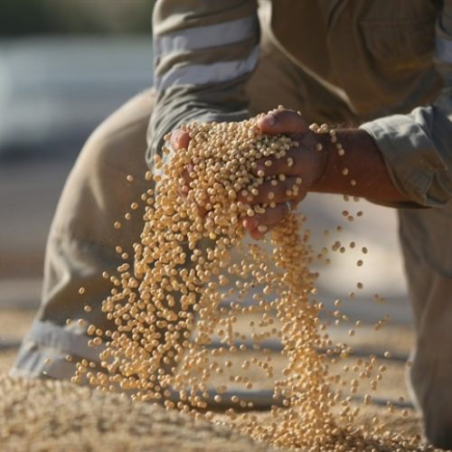 Mercados agrícolas avançam com força na semana