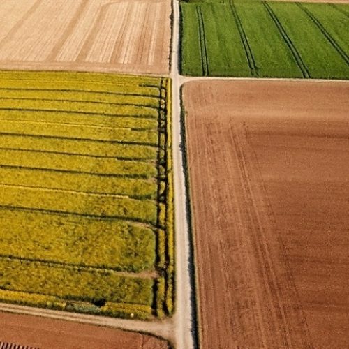 Agro japonês mostra como produzir mais com menos terra