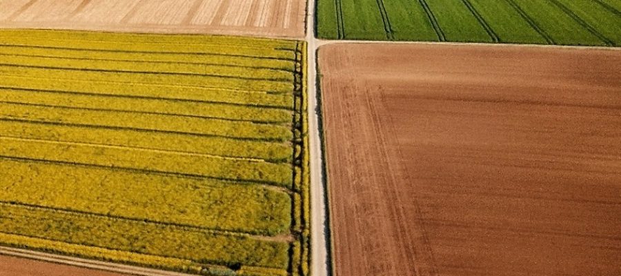 Agro japonês mostra como produzir mais com menos terra