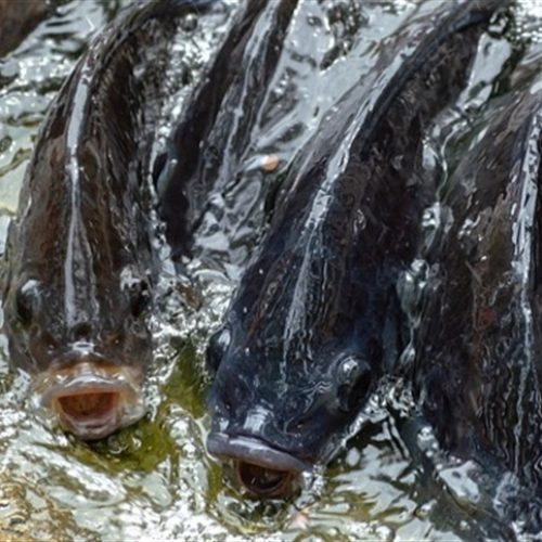 Soluções naturais fortalecem a produção de peixes