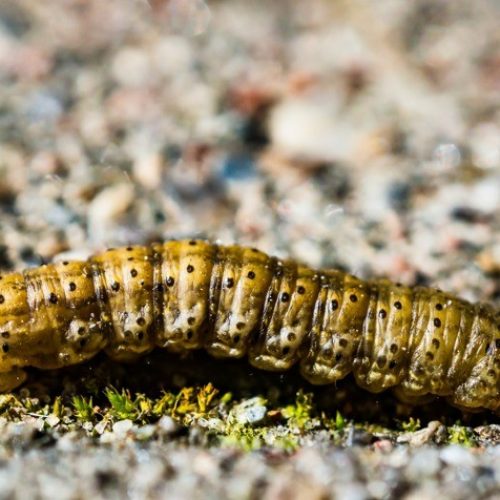 Lagartas desafiam milho safrinha 2025 no Cerrado e alertam para risco de quebra de resistência Bt